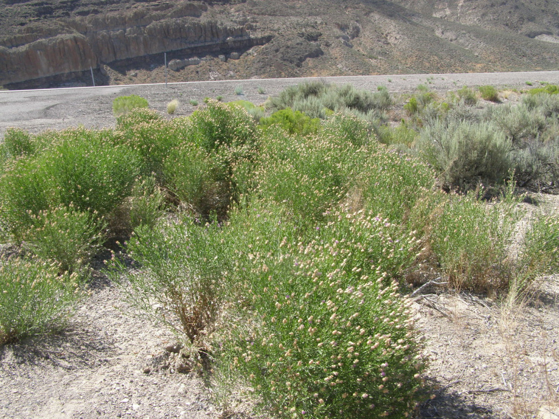 Russian knapweed can form dense colonies