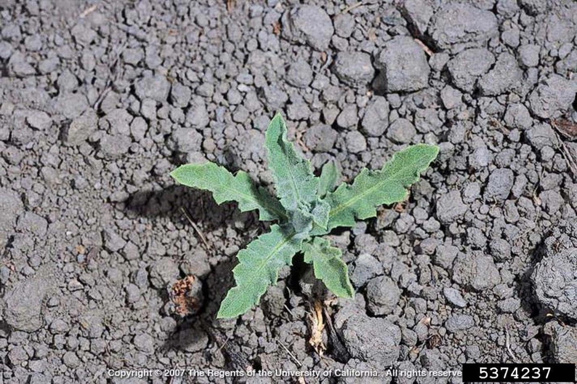 Russian knapweed basal rosette