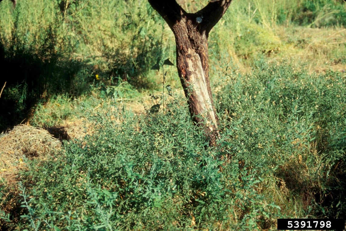 Russian knapweed threatens a tree