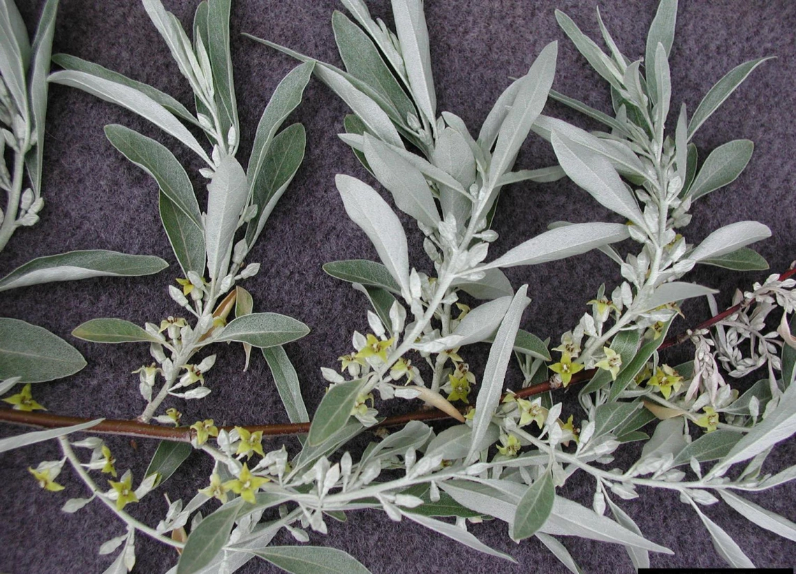 Foliage and flowers