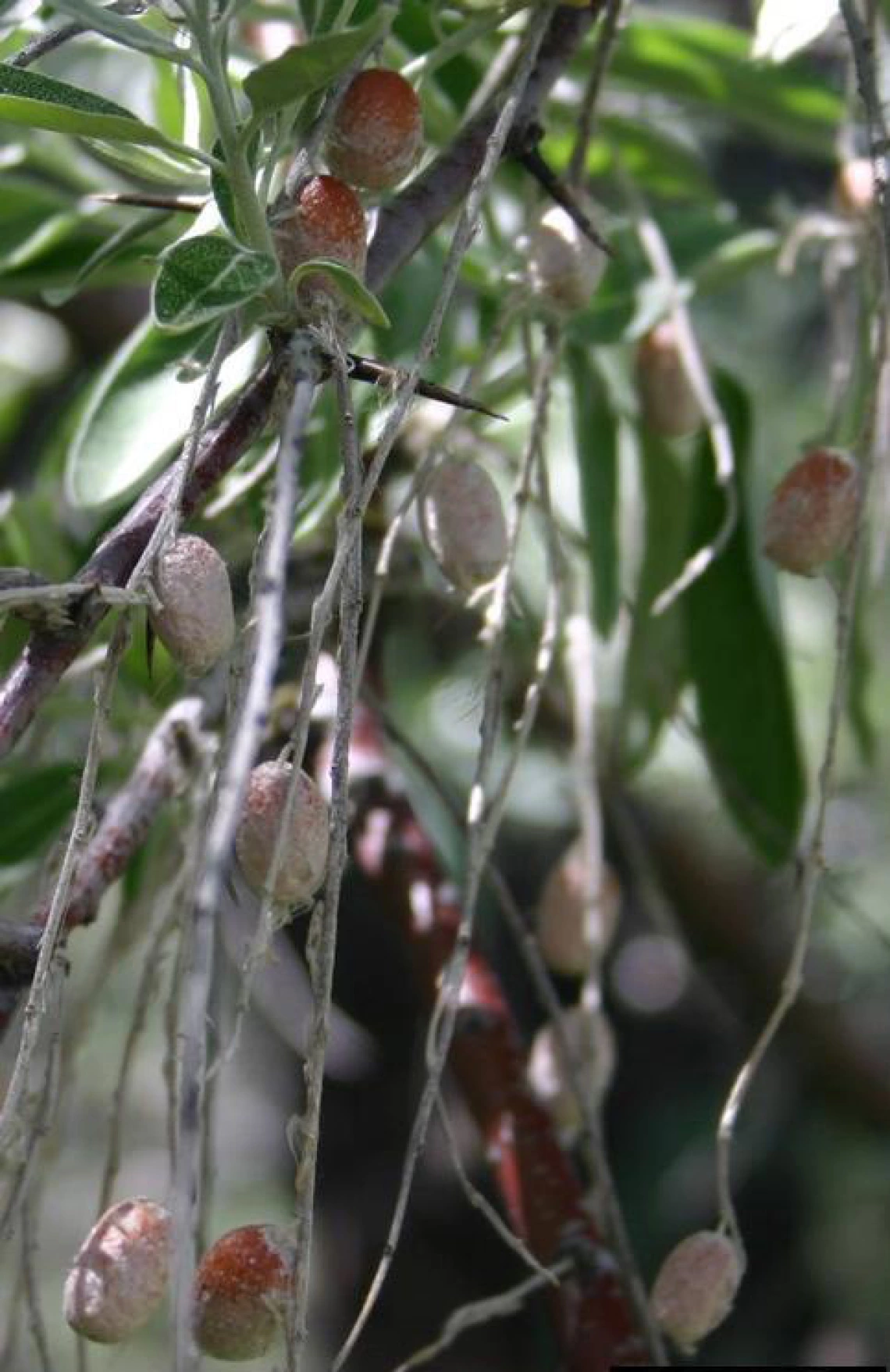 Russian olive fruit