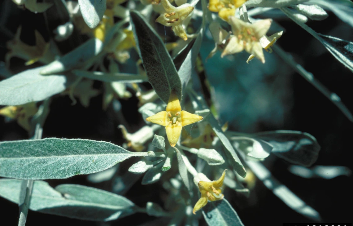 Foliage and flowers