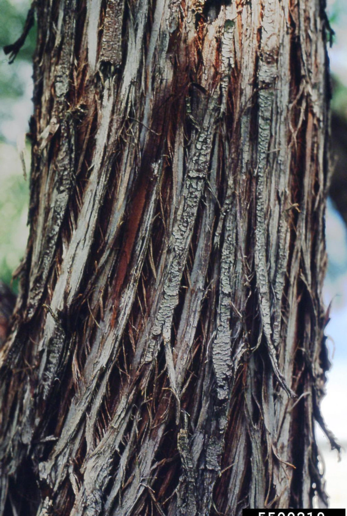 Mature bark