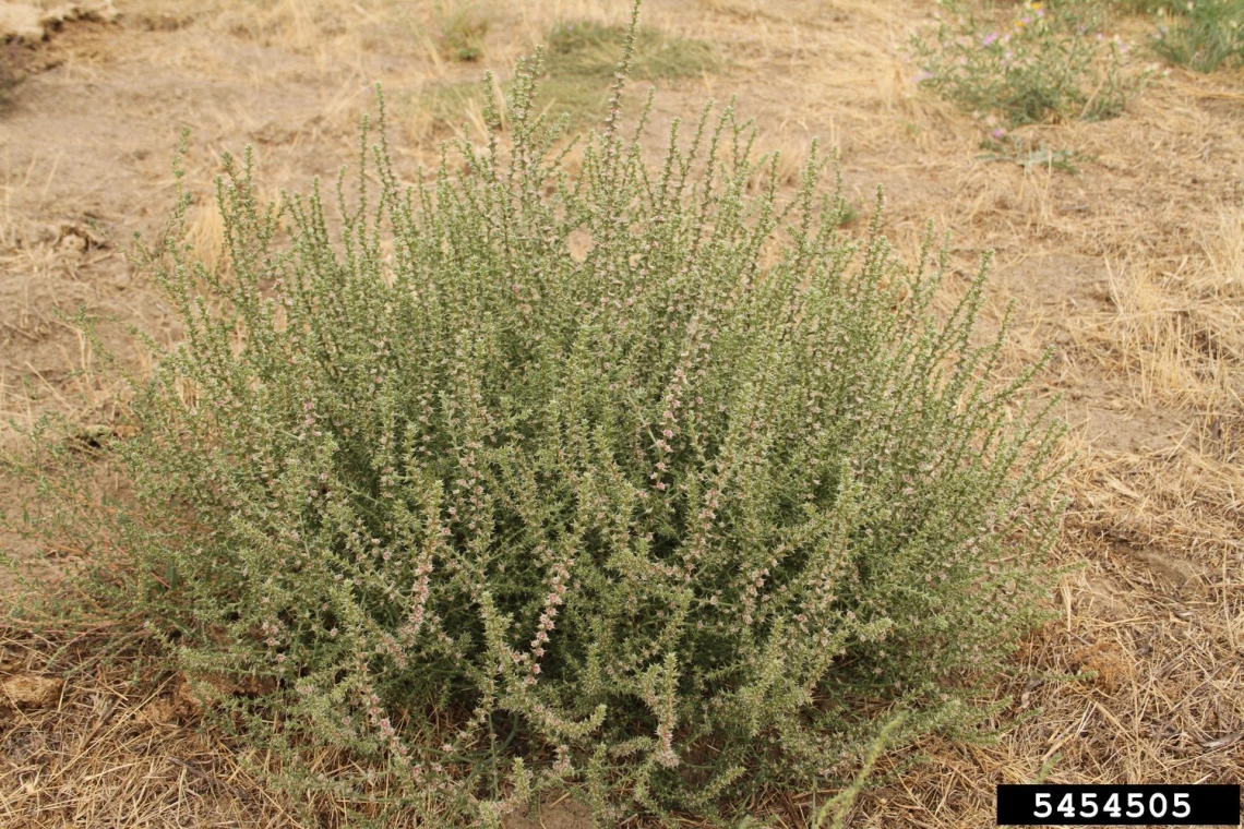 Russian thistle habit