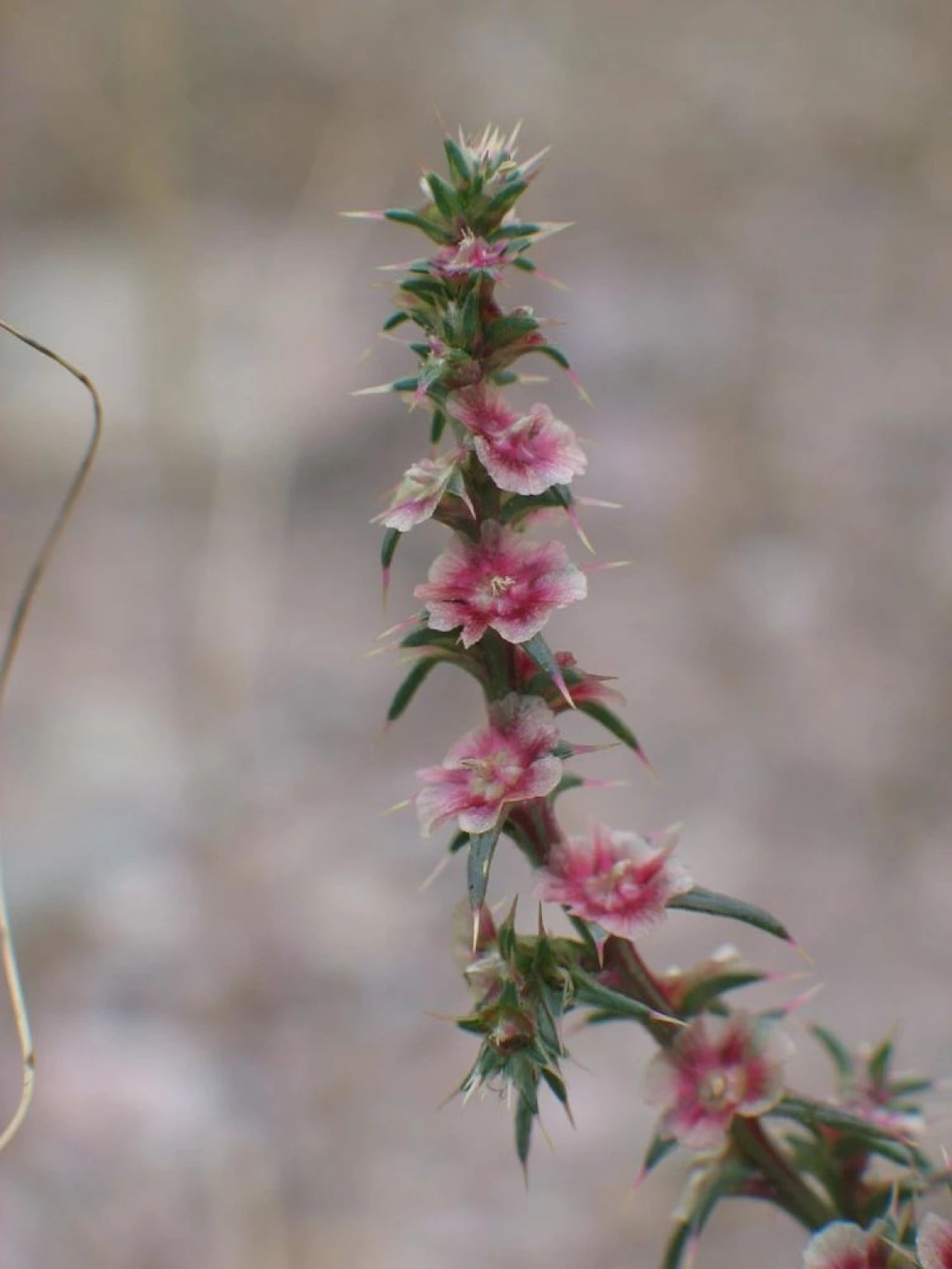 Russian thistle flowers