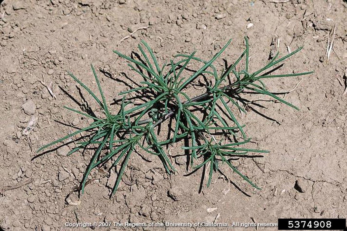 Immature Russian thistle plant