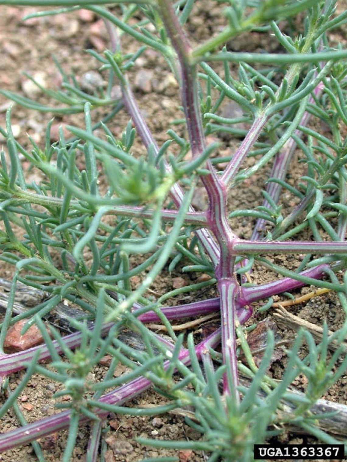 Characteristic striped stem of Russian thistle