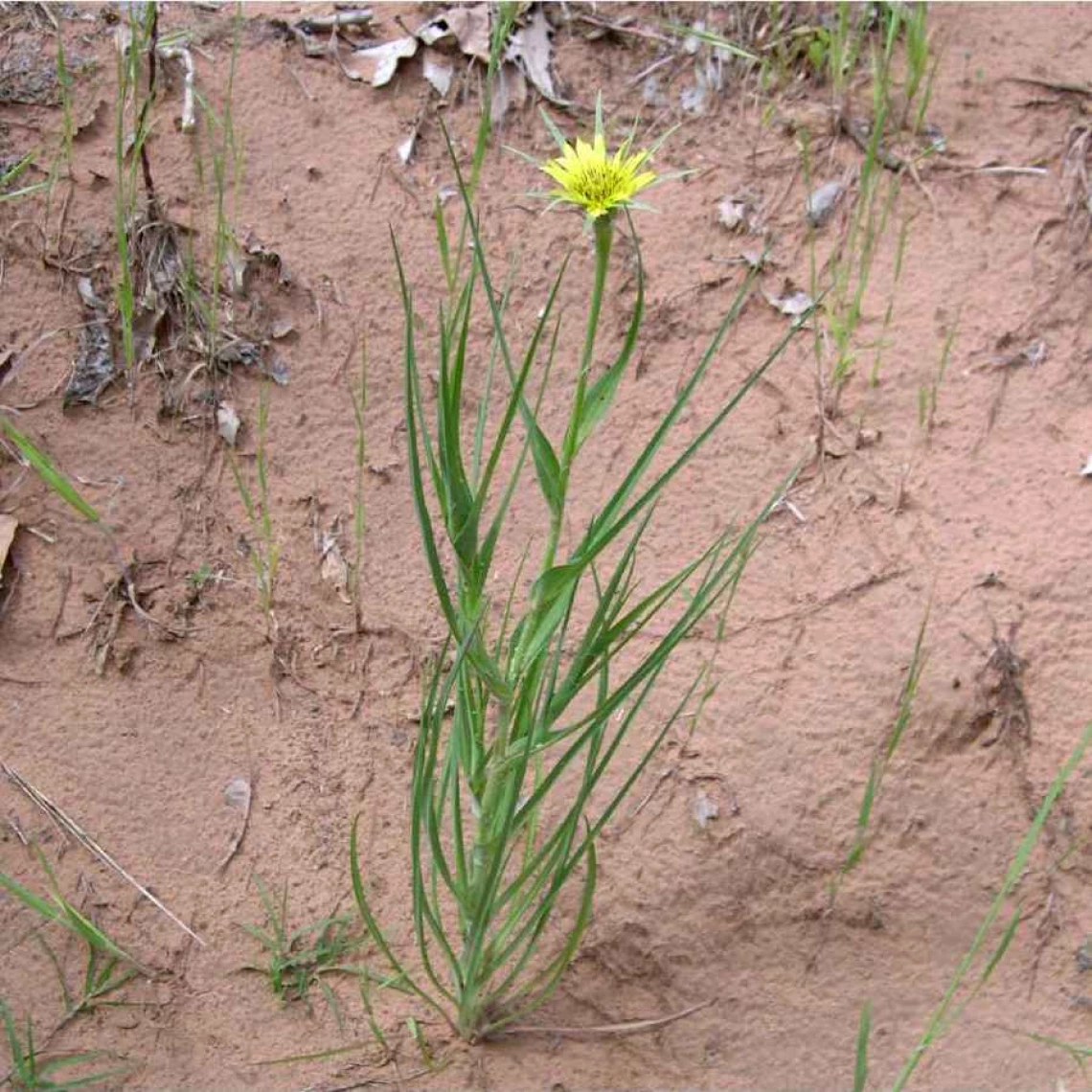 Salsify habit