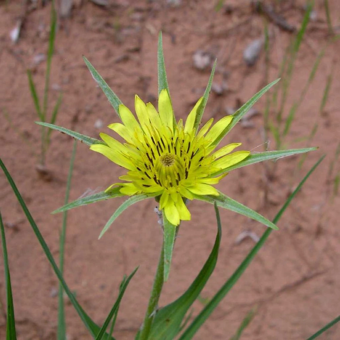 Salsify flower head