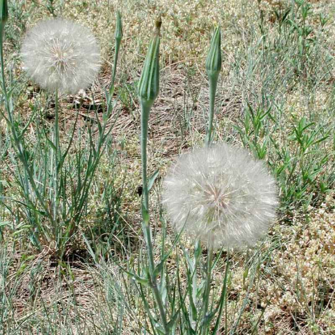 Salsify seed head