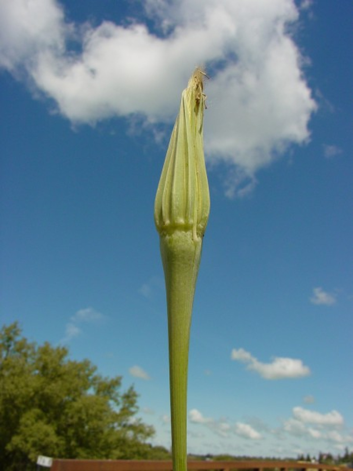 Salsify after bloom