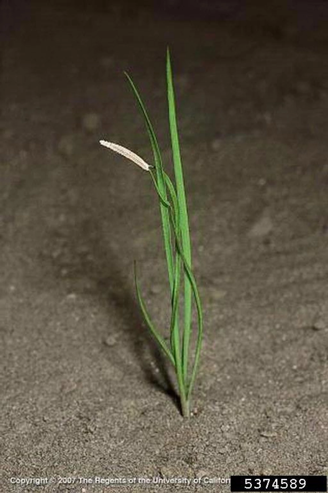 Salsify seedling