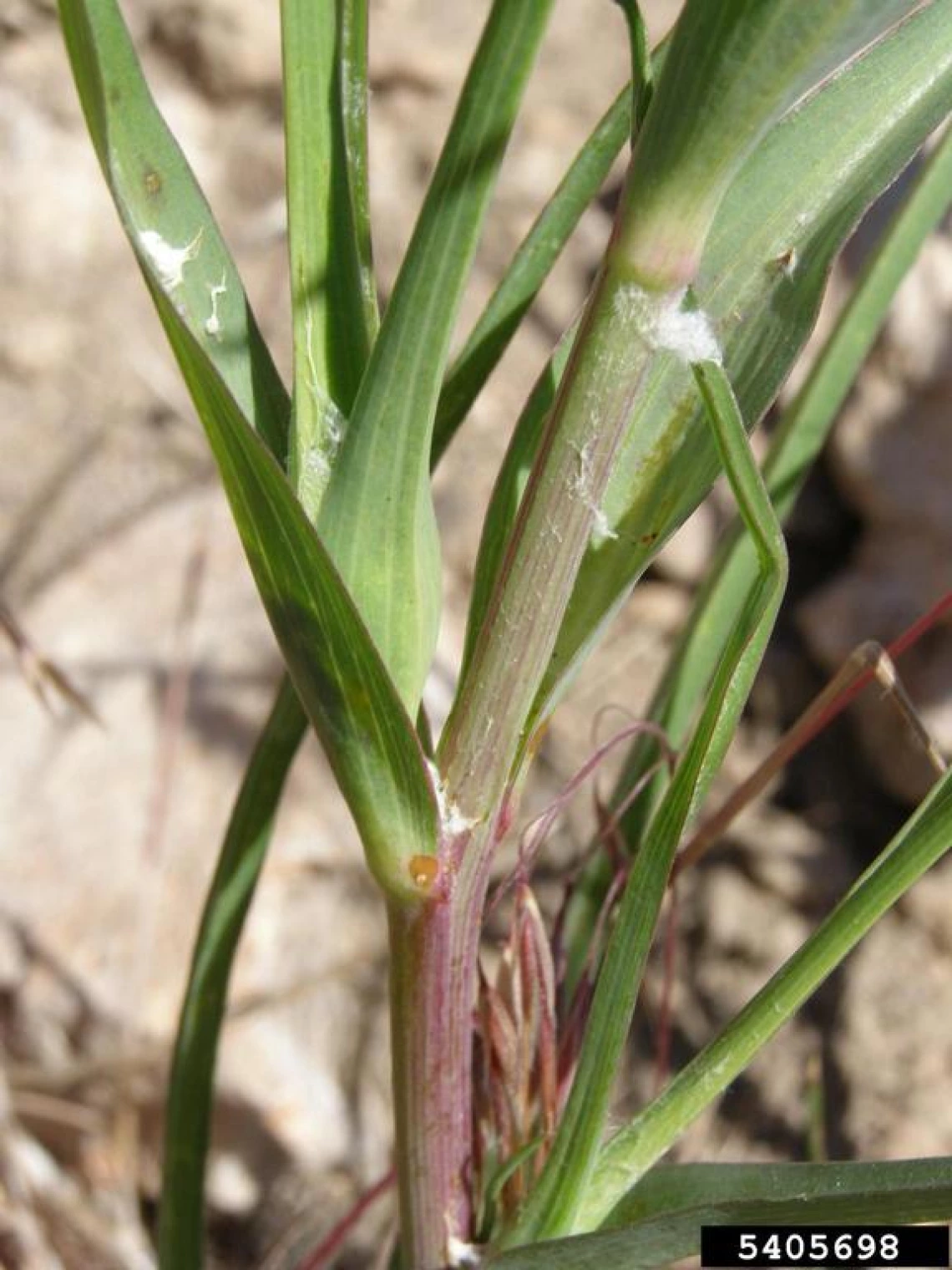 Salsify leaves and stem