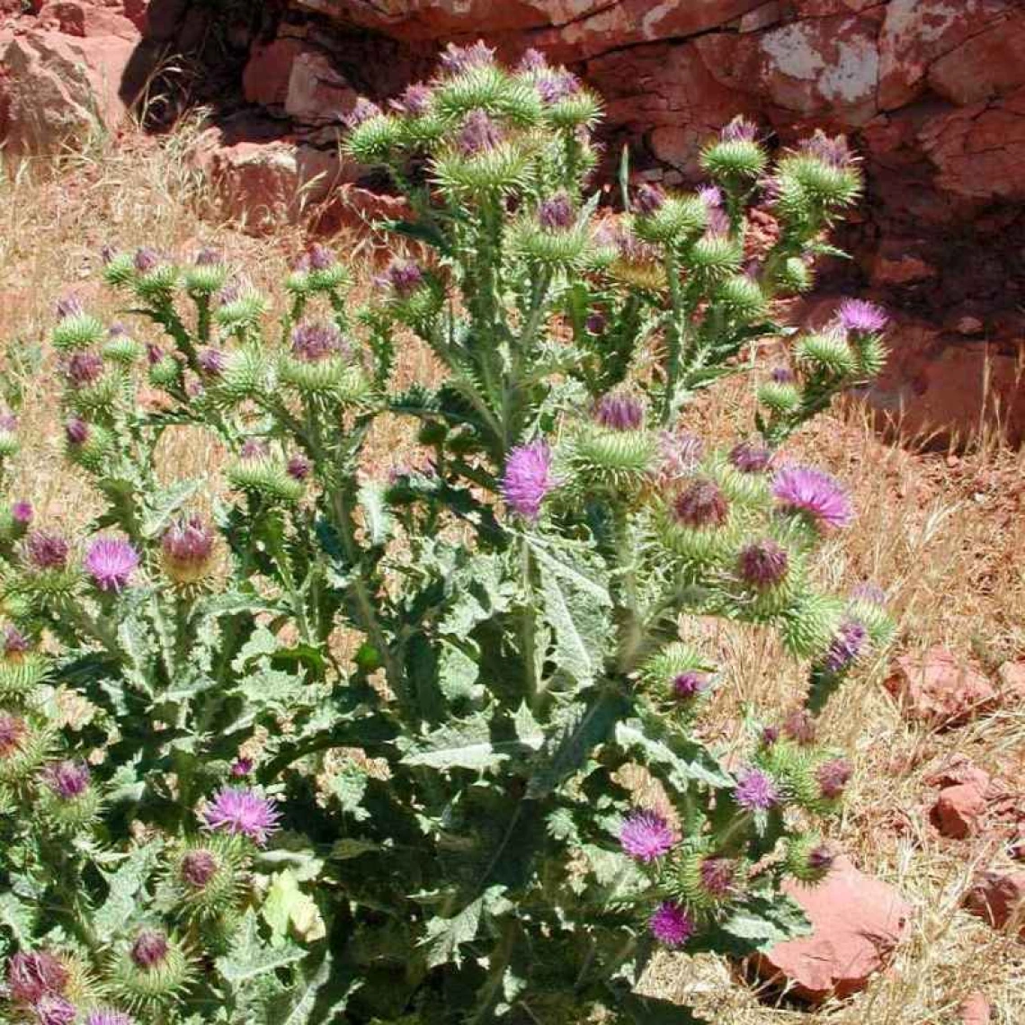 Scotch thistle habit