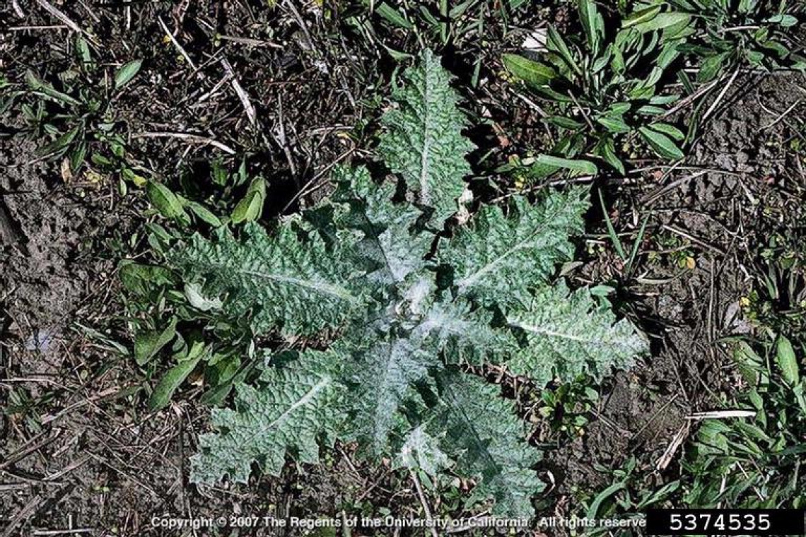 Scotch thistle rosette