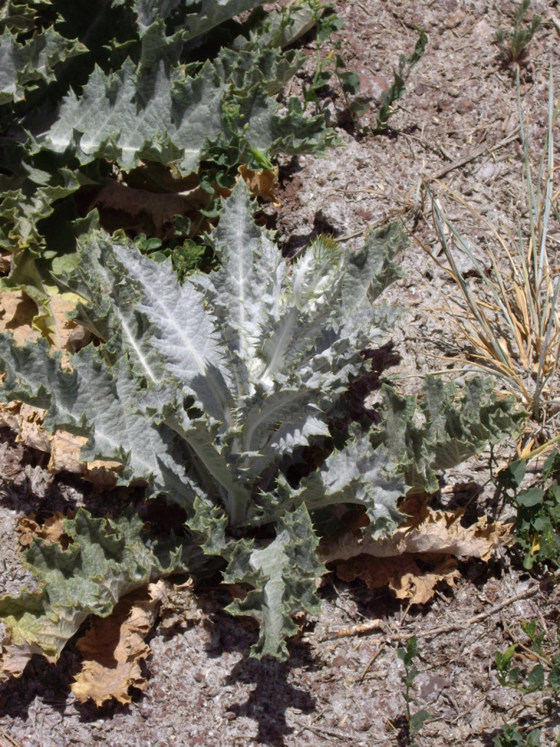 Scotch thistle basal rosette