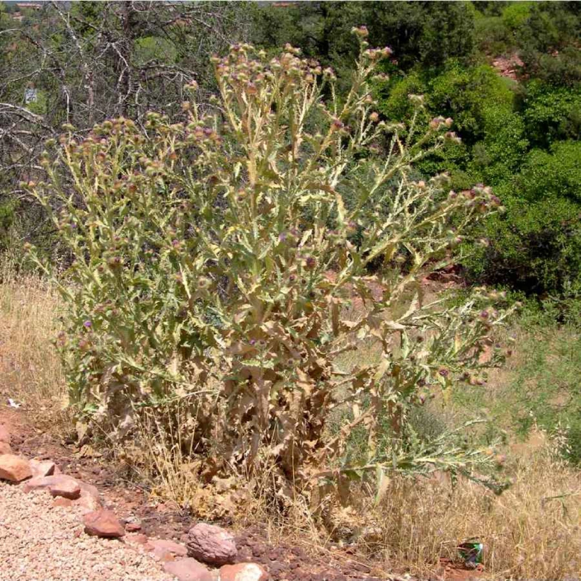 Scotch thistle habit