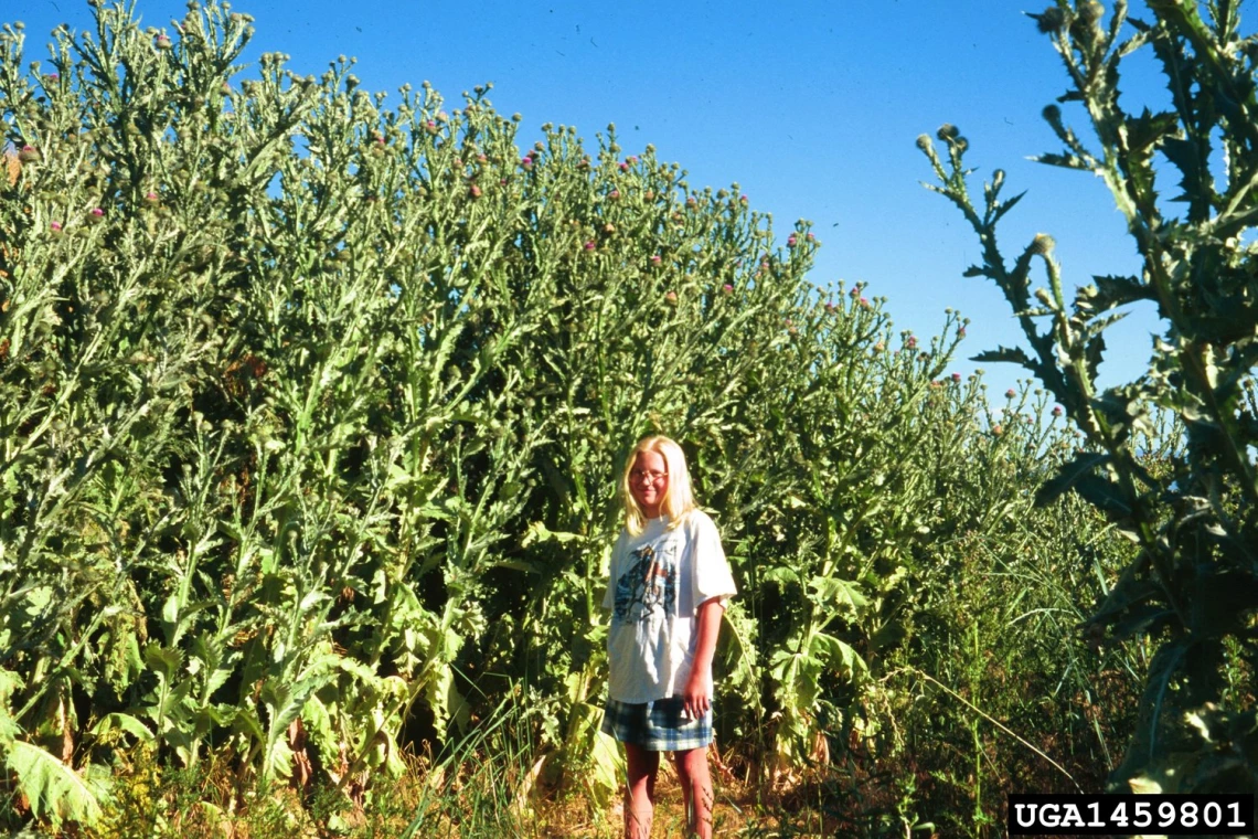 Scotch thistle infestation