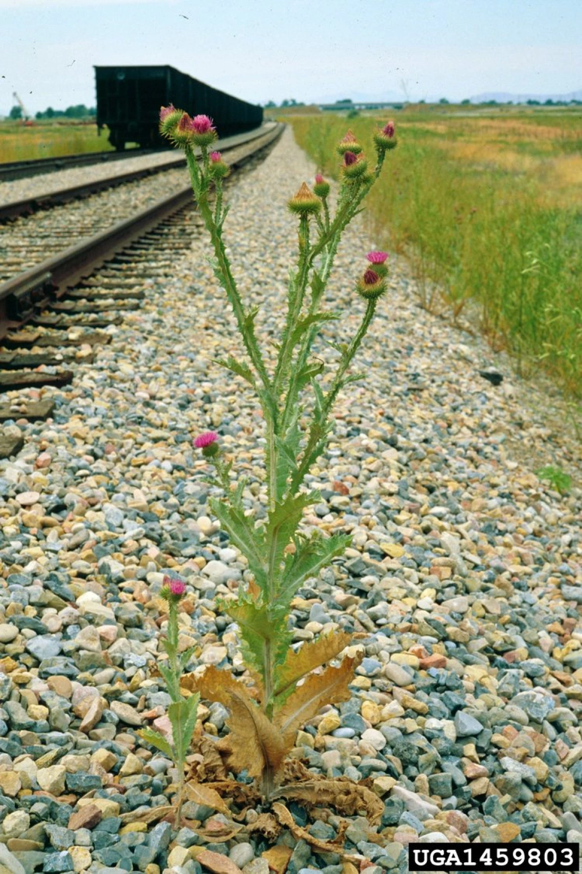 Scotch thistle plant