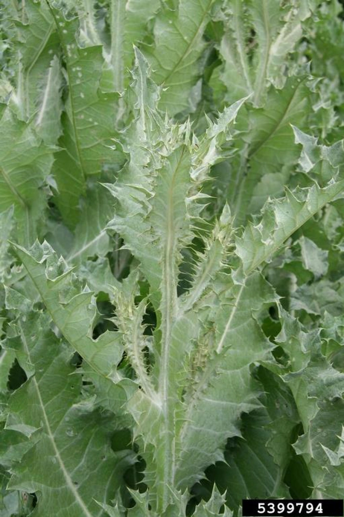 Scotch thistle leaves