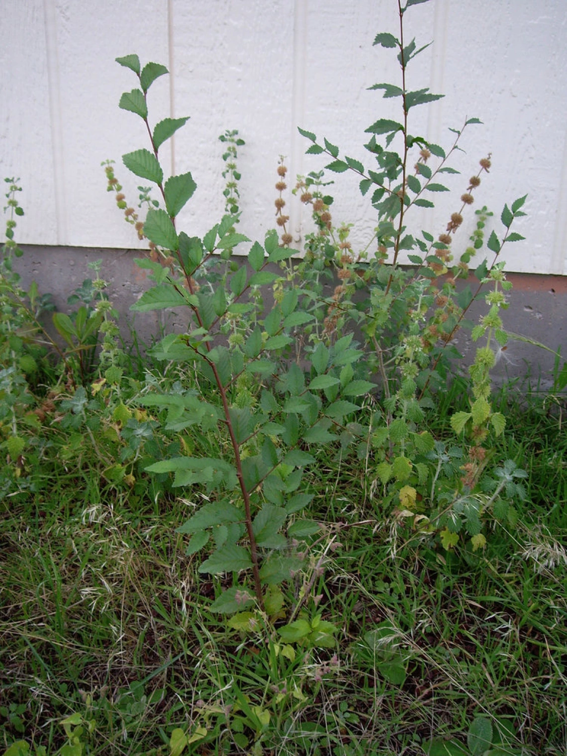 Siberian elm sapling