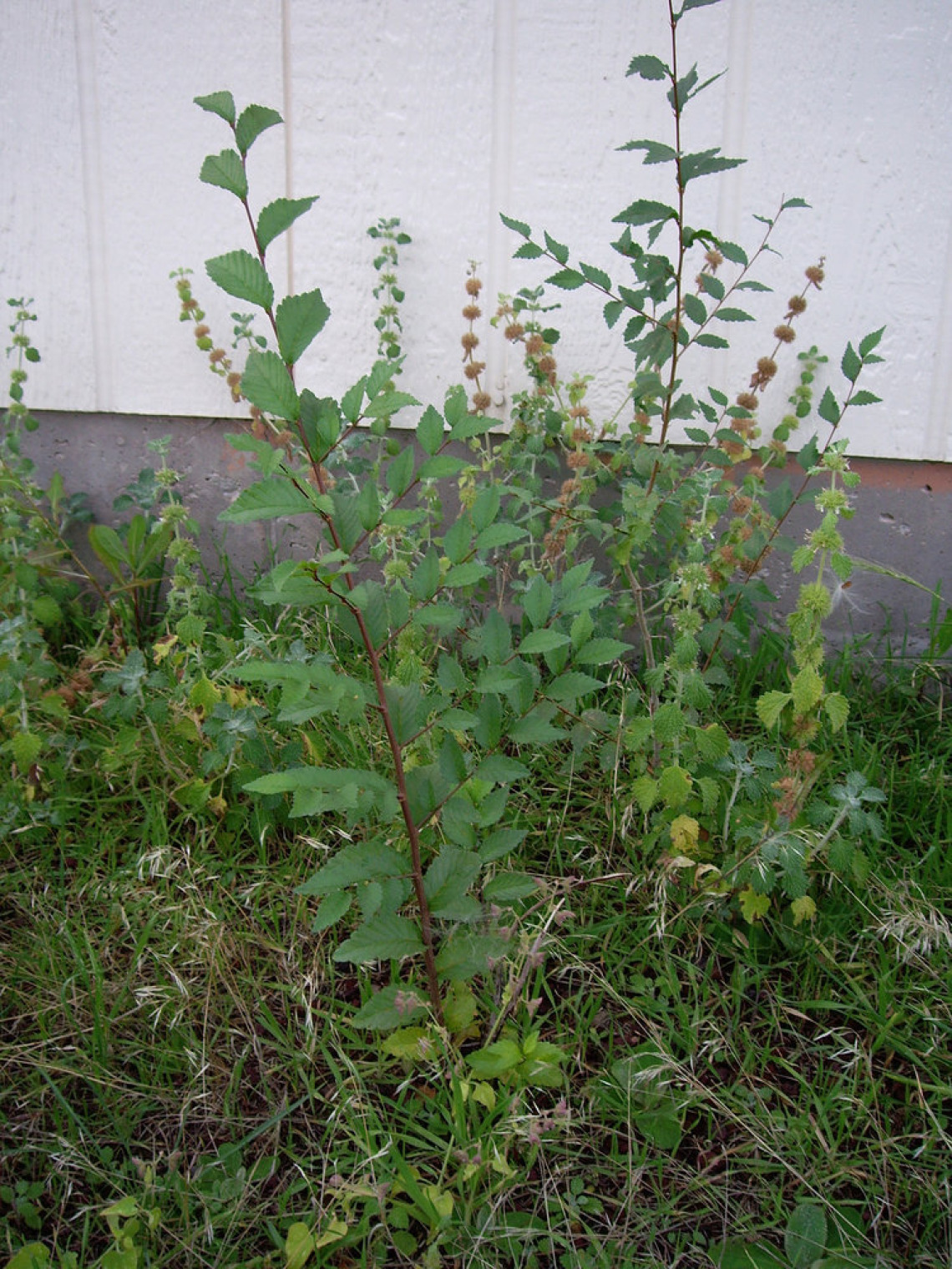 Siberian elm sapling