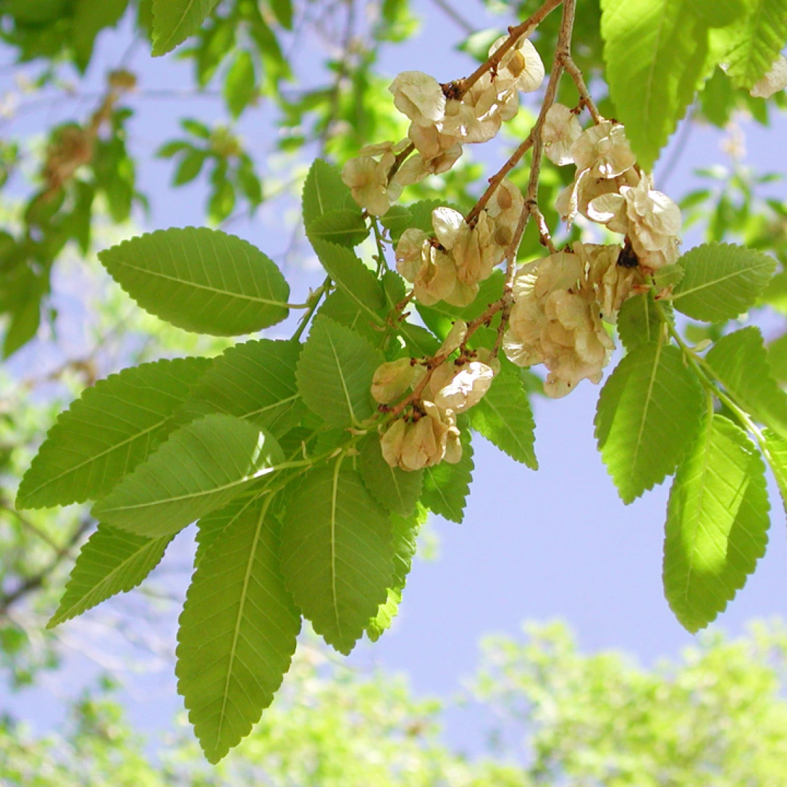 Siberian elm leaves and fruit