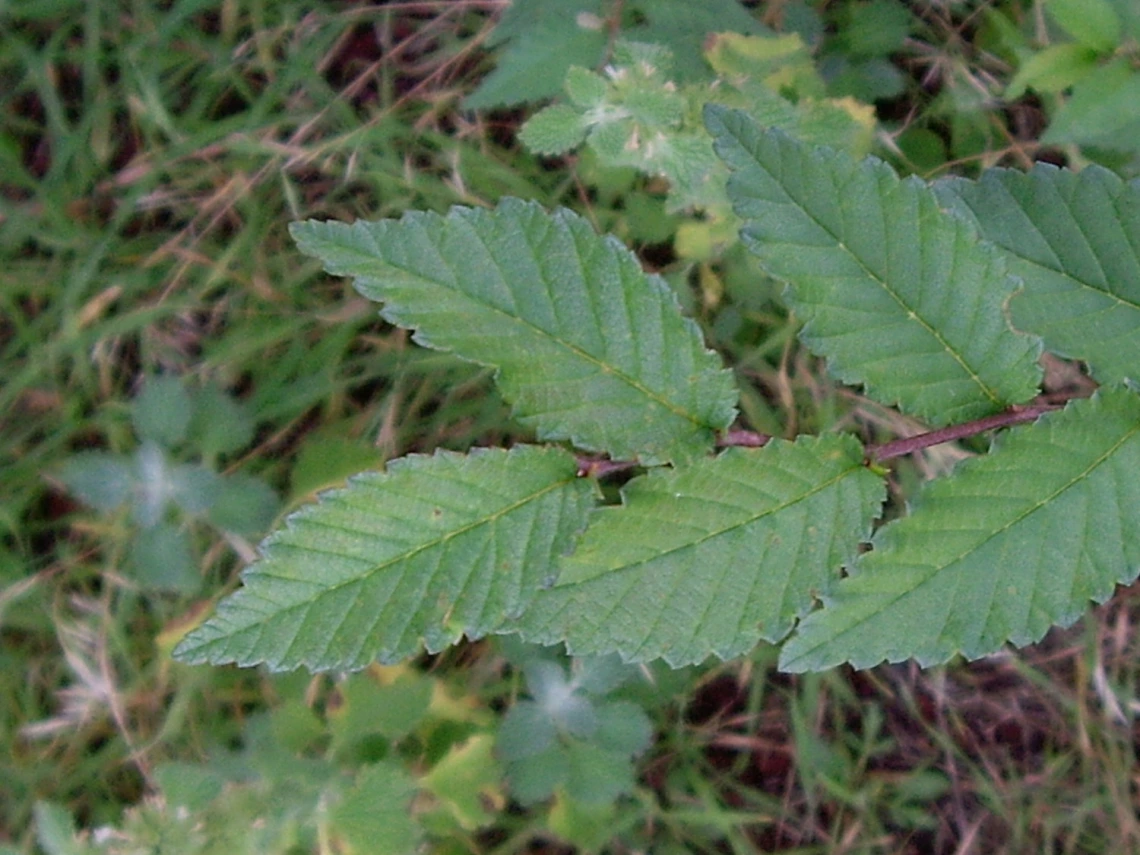 Conspicuous veins on leaves