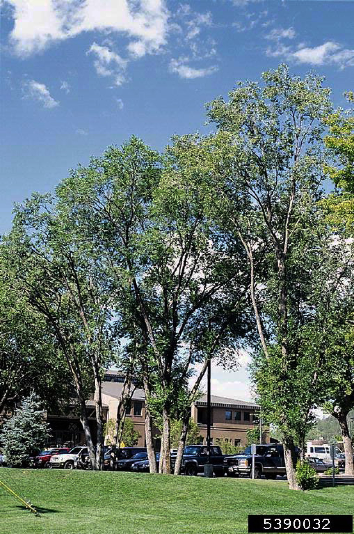 Siberian elm habit