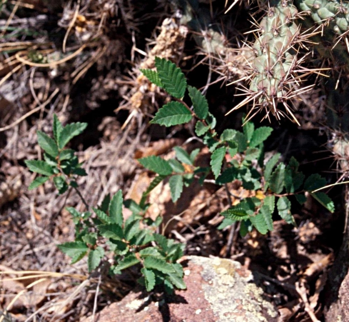 Siberian elm seedlings