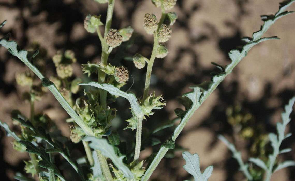 Stems and fruits