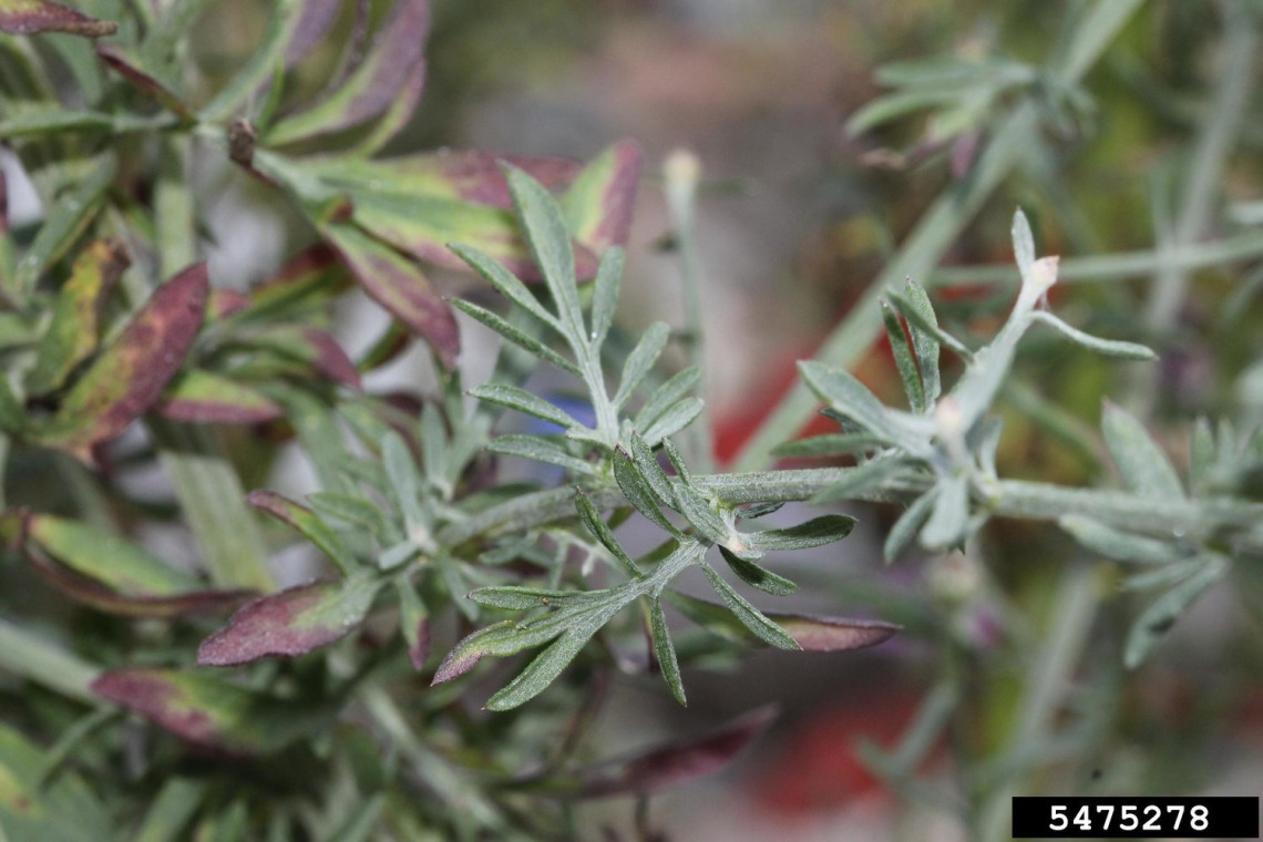 Spotted knapweed leaves