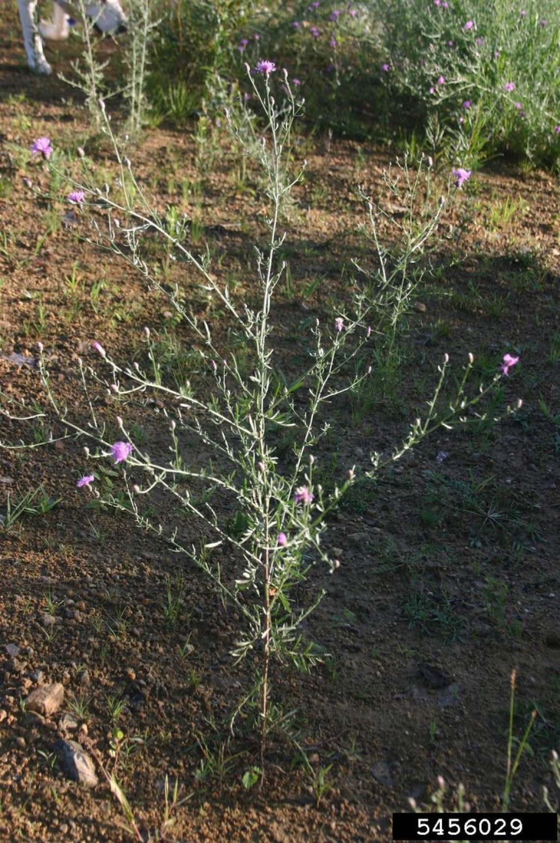 Spotted knapweed plant