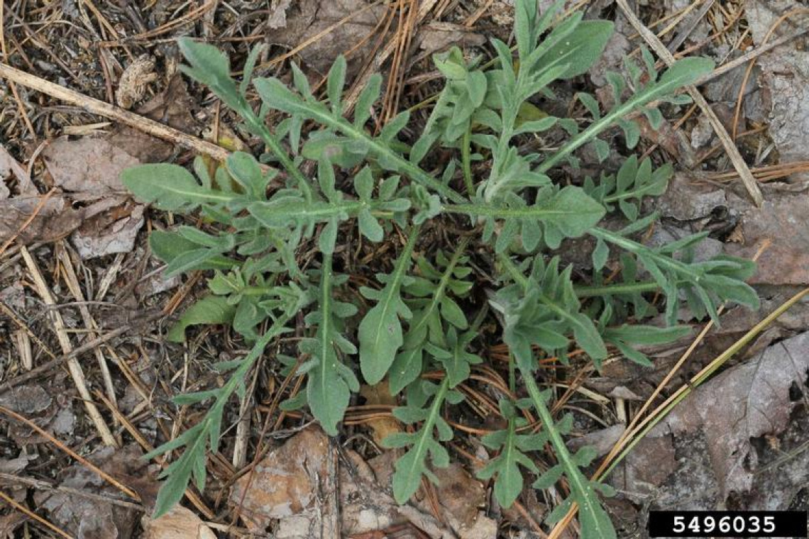 Spotted knapweed seedling