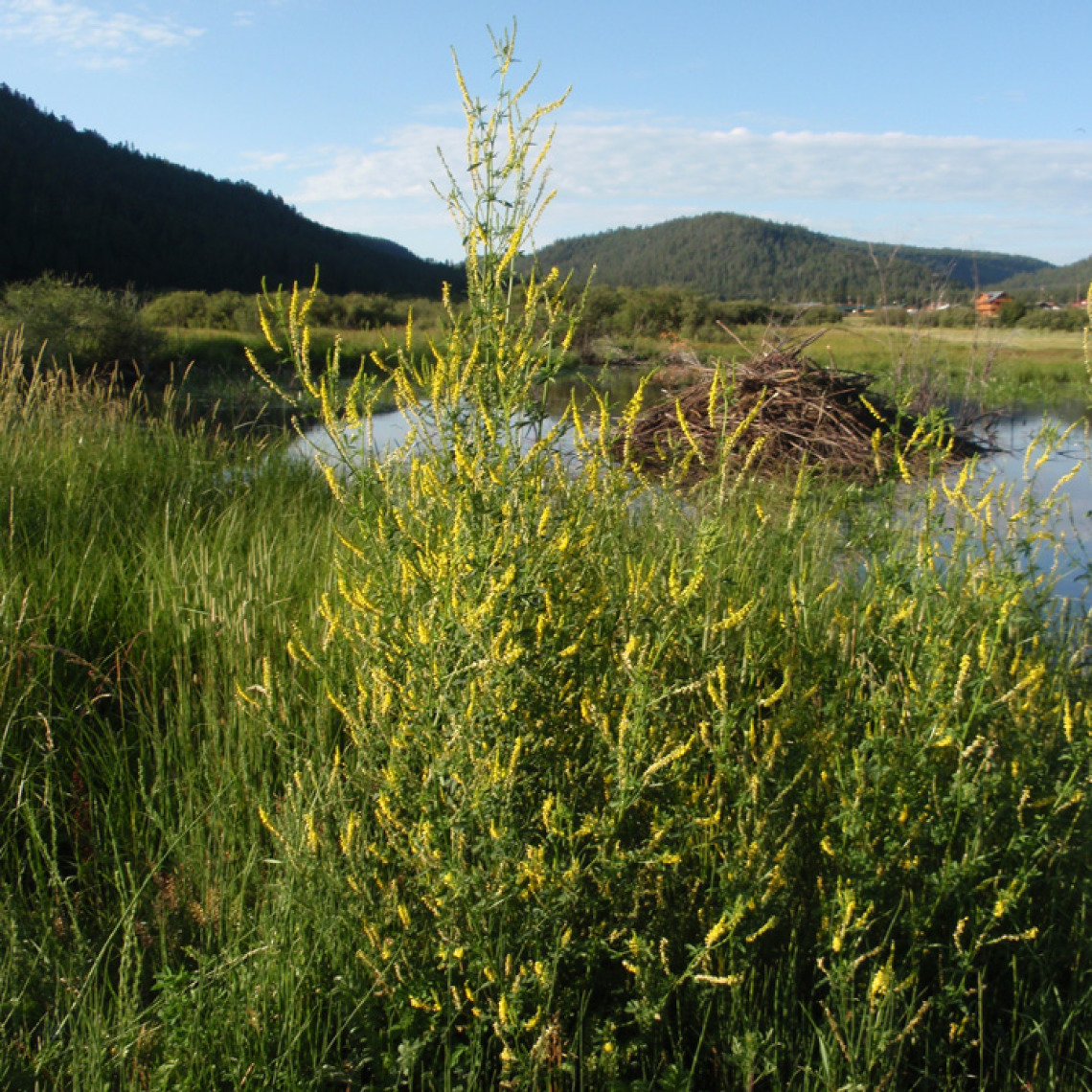 Sweetclover habit