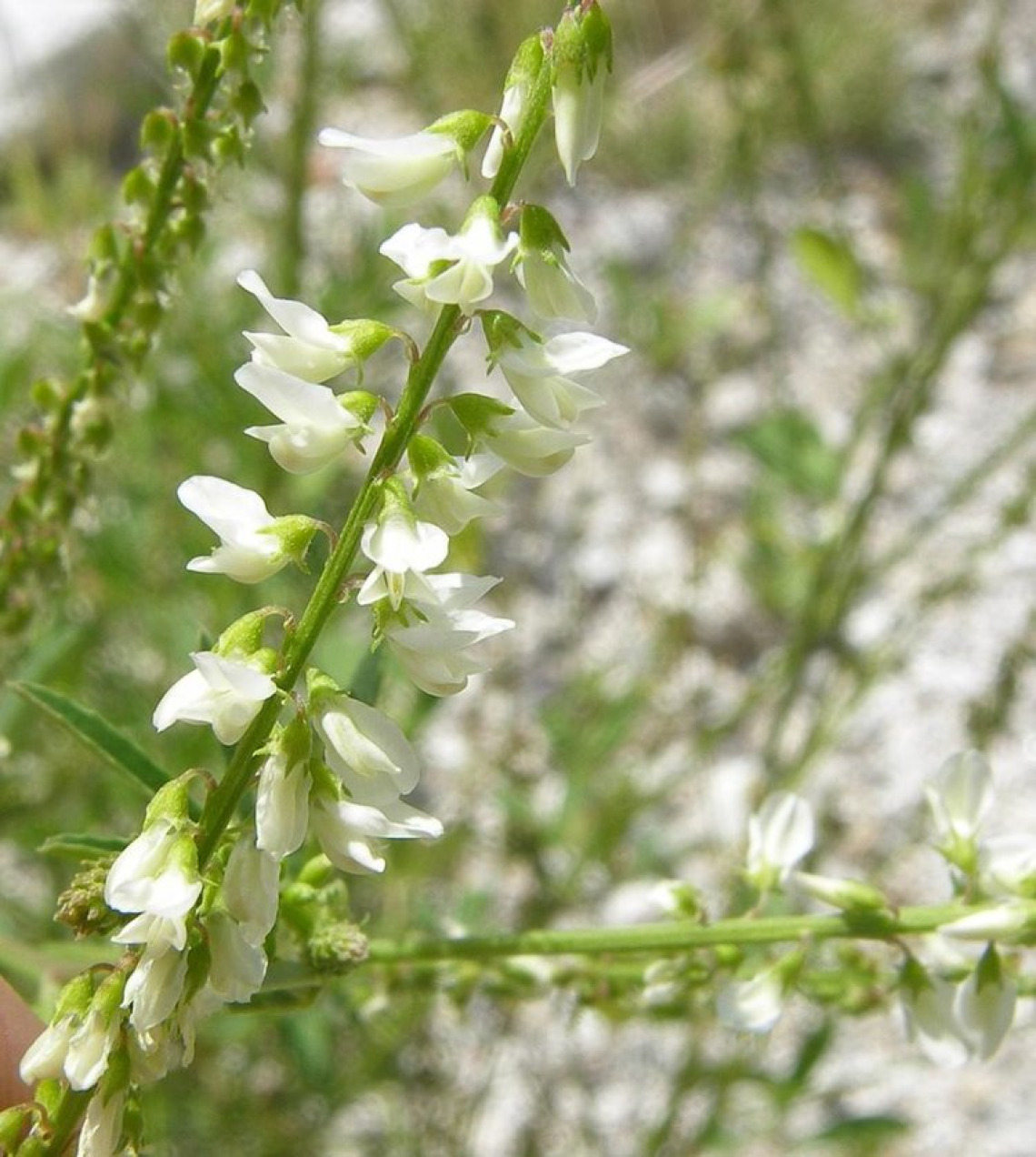 White form of sweetclover