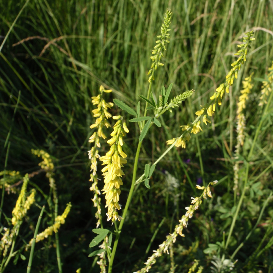 Sweetclover flowers