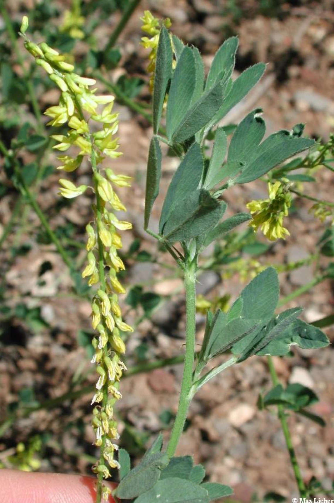 Sweetclover flowers and leaves