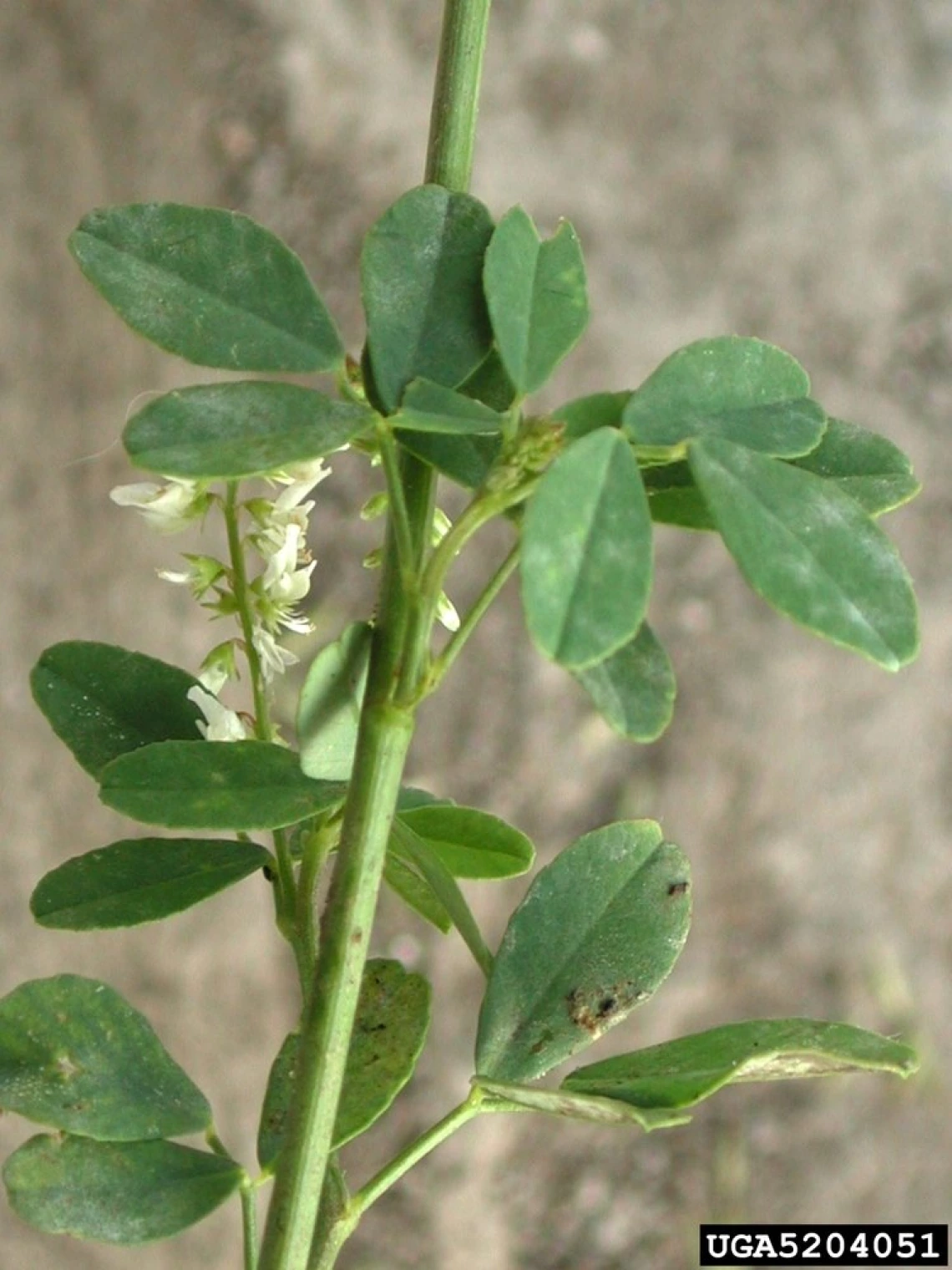 Sweetclover stem and leaves