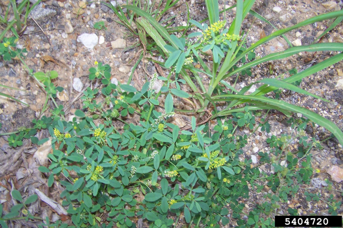 Immature sweetclover