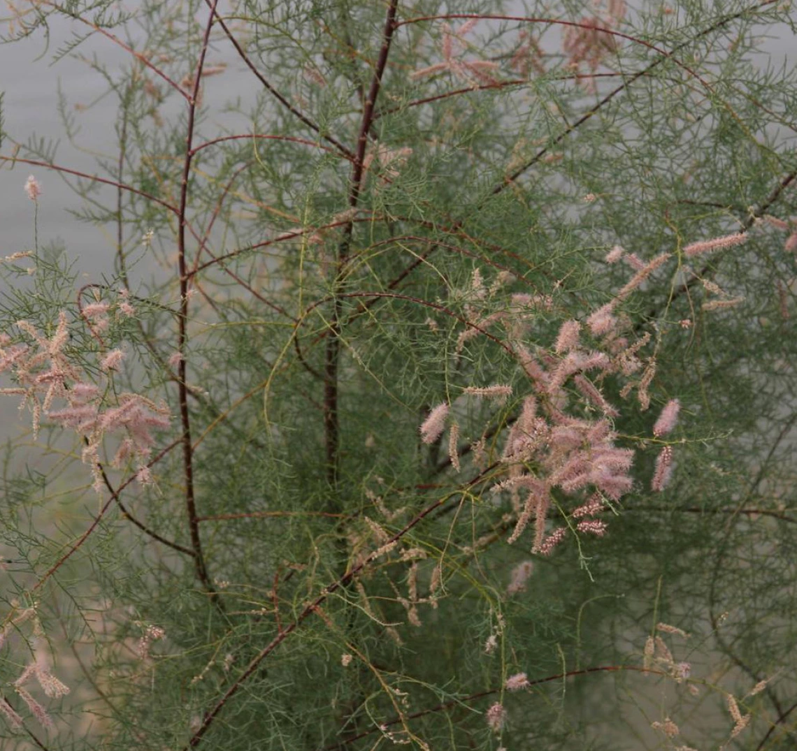 Tamarisk