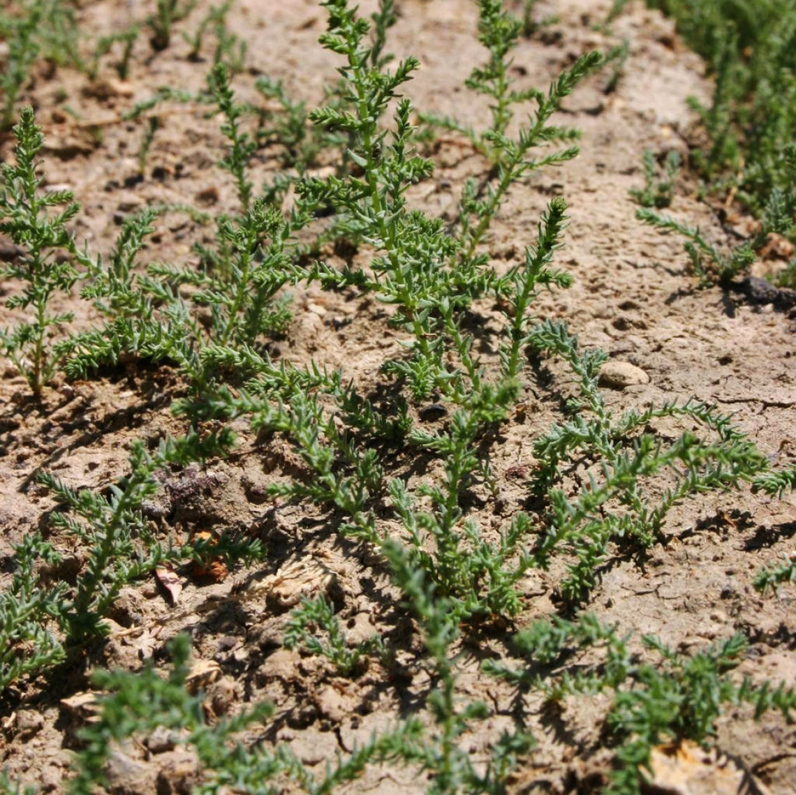 Seedlings after flood