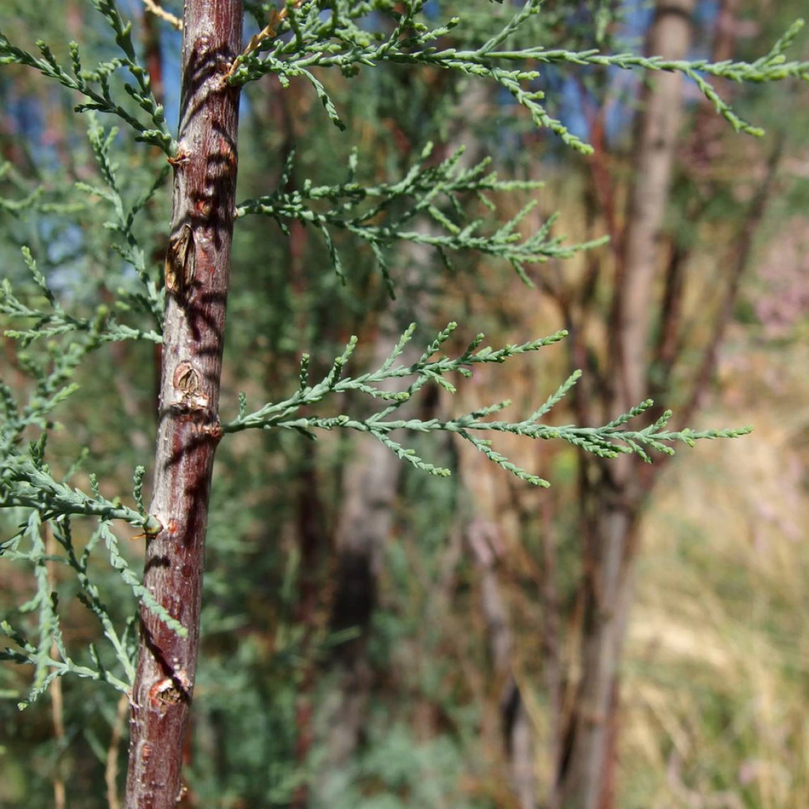 Stems and foliage