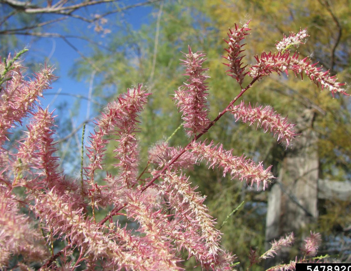 Tamarisk flowers