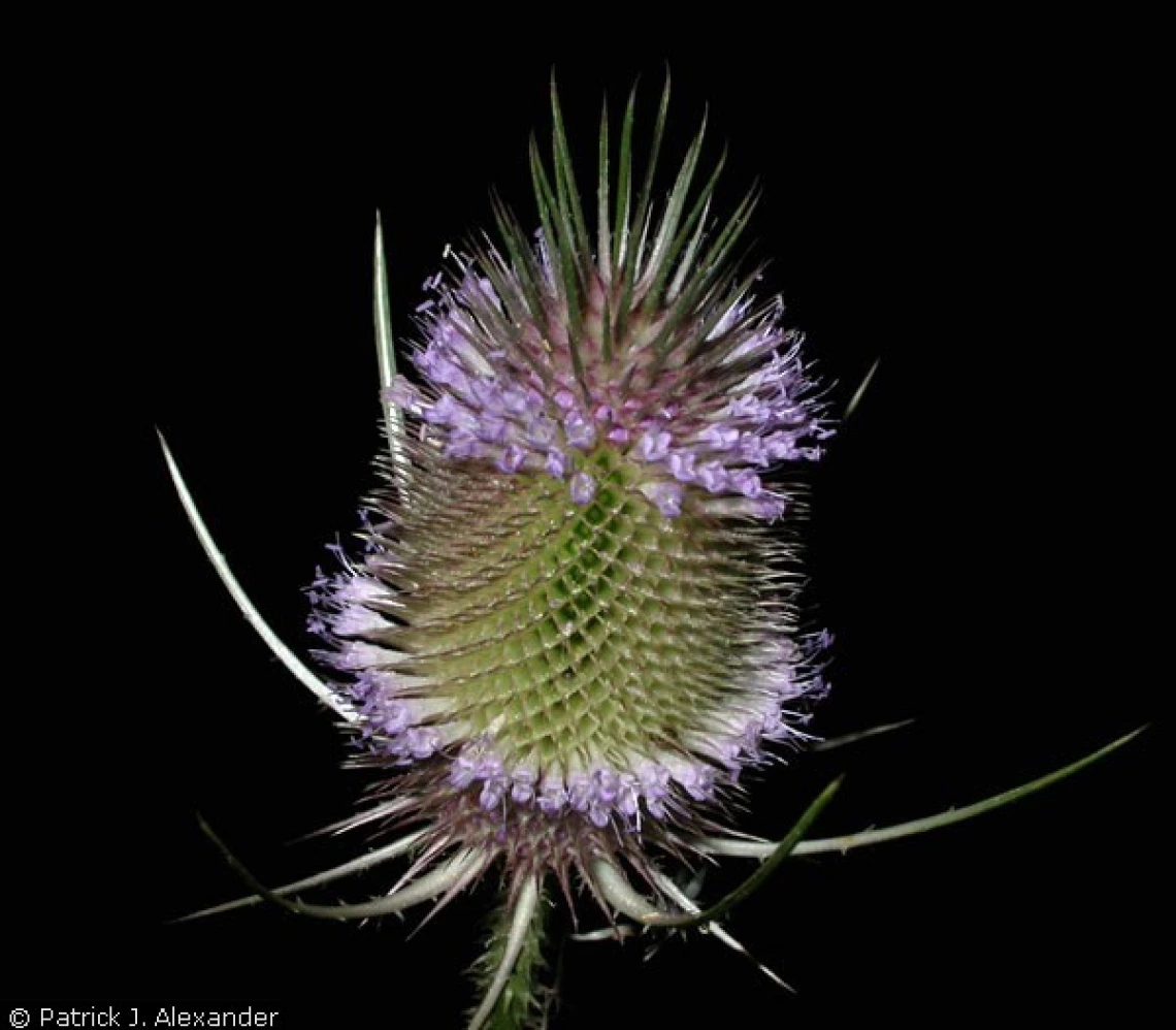 Teasel flower head