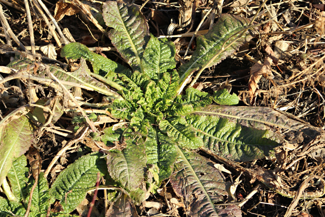 Teasel basal rosette