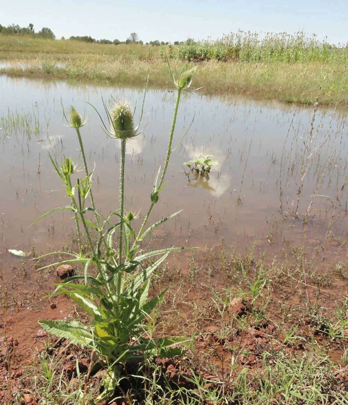 Teasel habit