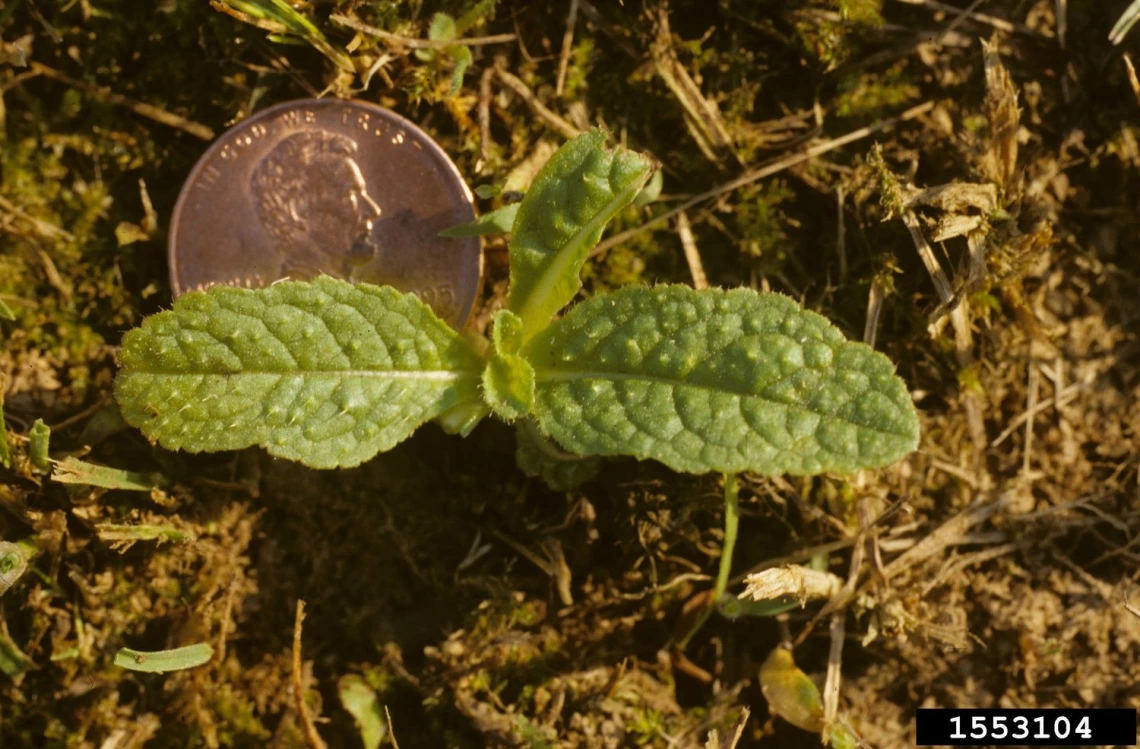 Teasel seedling