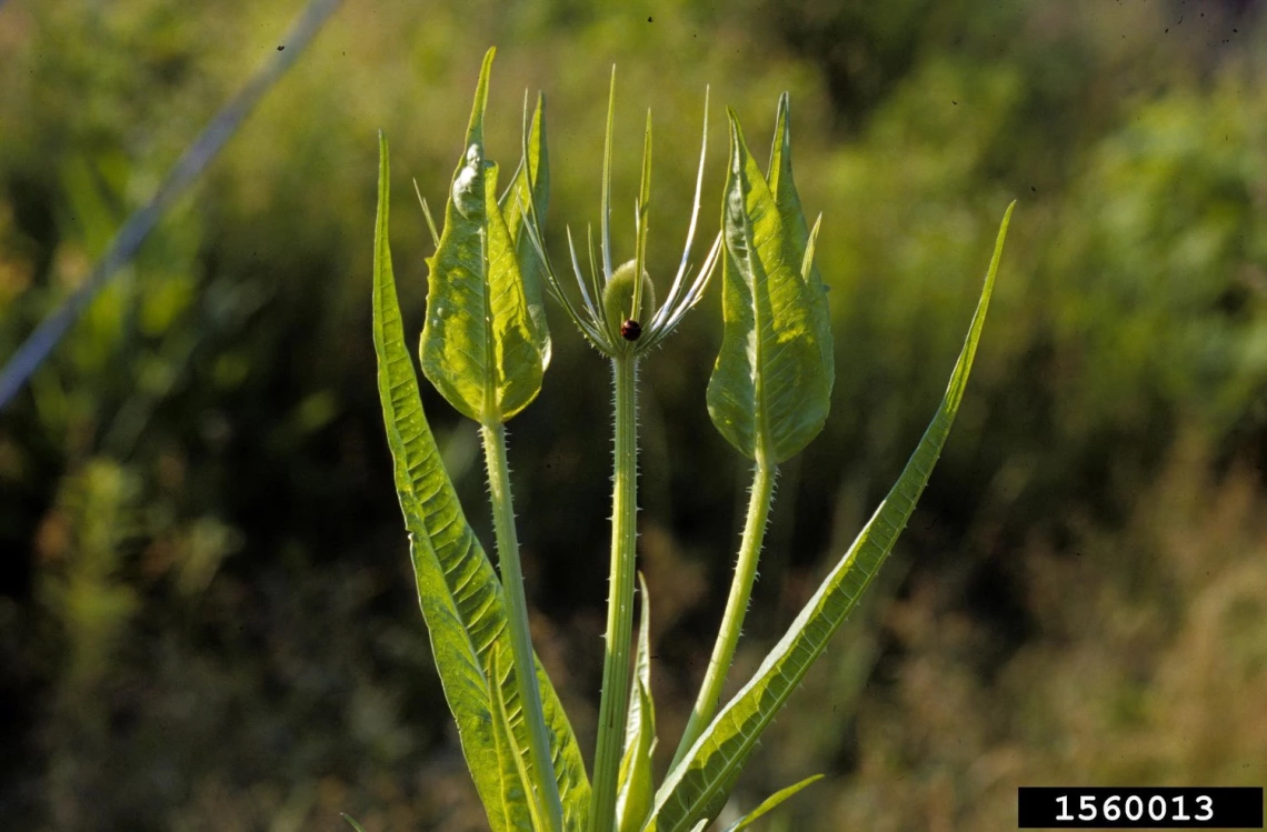 Teasel plant