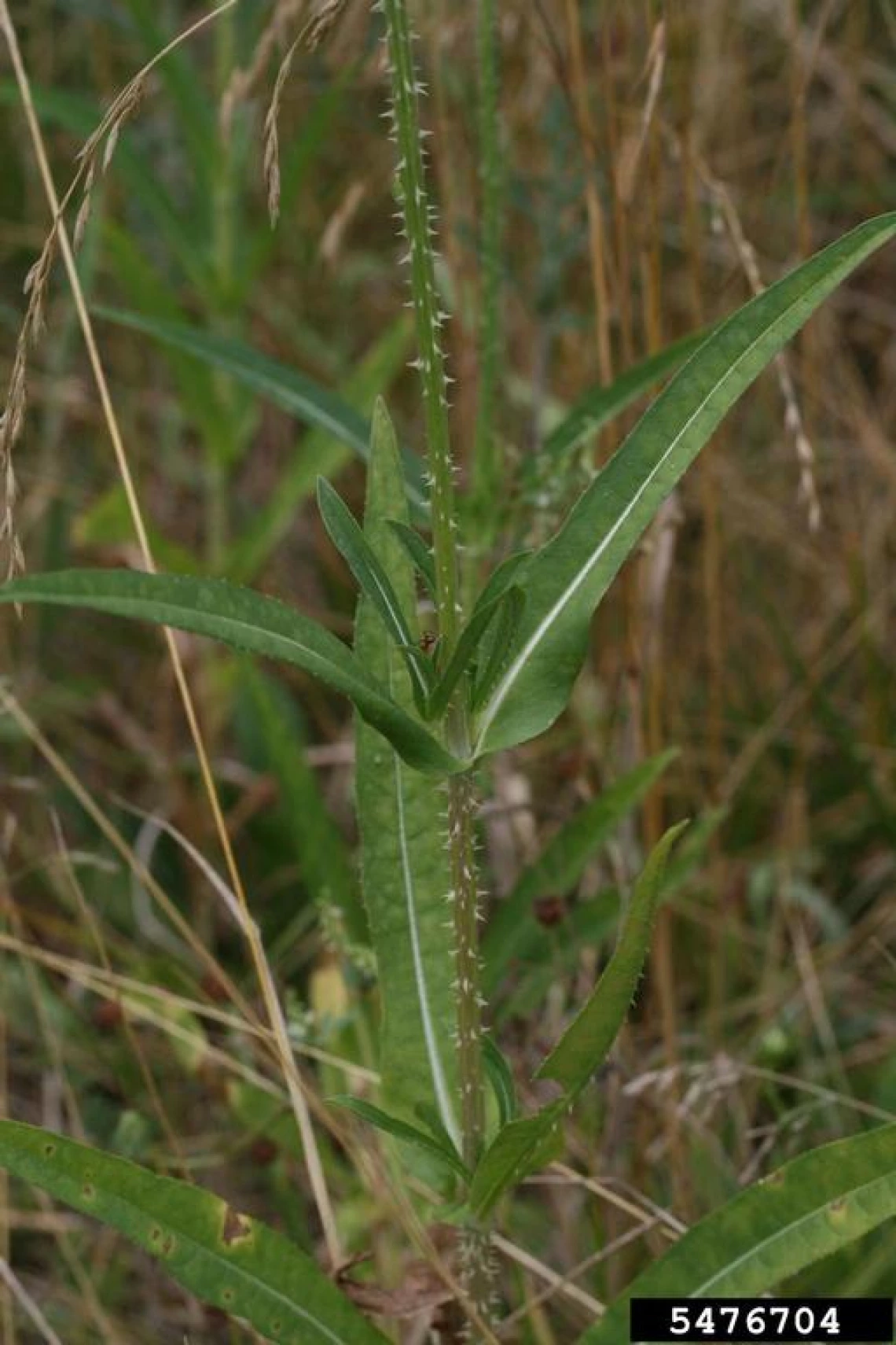 Teasel leaves